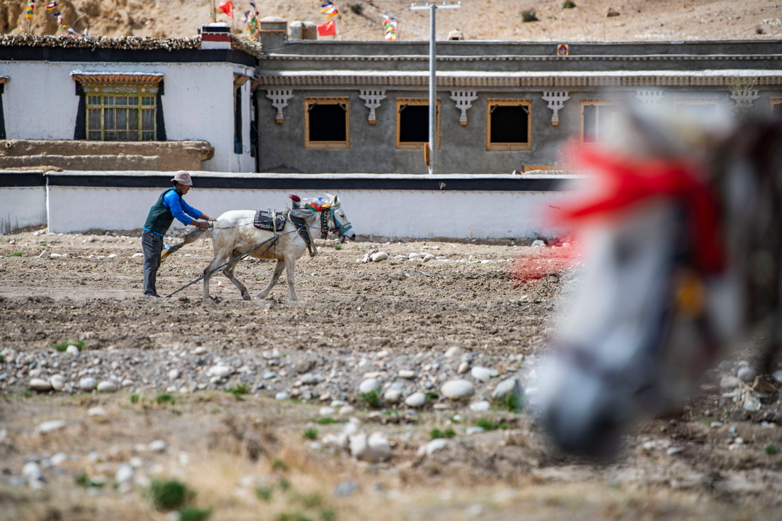 西藏定日縣扎西宗鄉日白拉新村的村民在犁地（5月10日攝）。新華社記者 劉颍 攝
