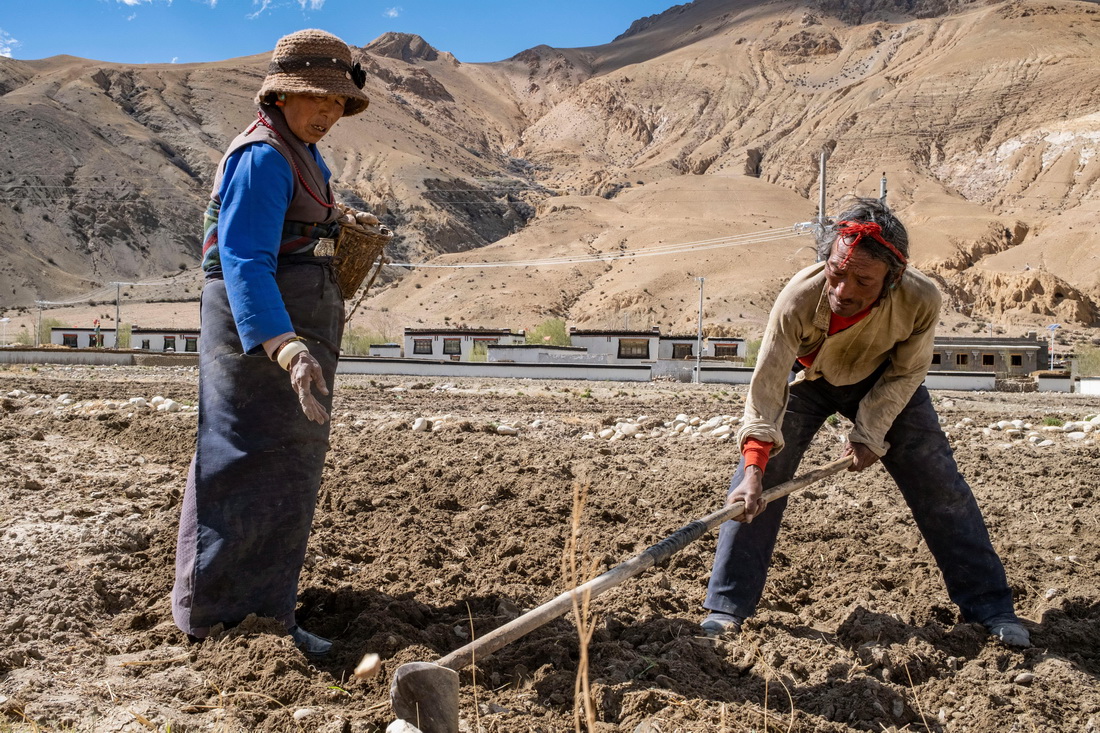 西藏定日縣扎西宗鄉日白拉新村的村民在播種土豆（5月10日攝）。新華社記者 孫非 攝