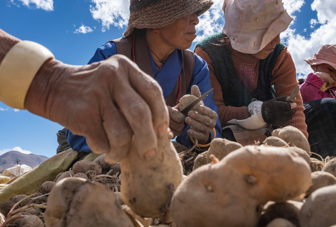 西藏定日縣扎西宗鄉日白拉新村的村民在切發芽的土豆（5月10日攝）。