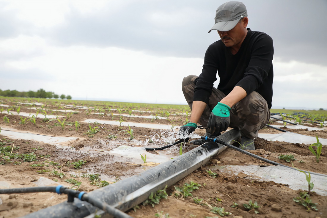 5月12日，在甘肃省白银市会宁县河畔镇李家塬村，村民在农田里查看水肥一体化滴灌设施运行情况。