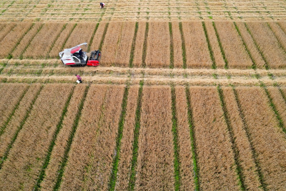 5月8日，浙江省瑞安市源田家庭農場的聯合收割機在收割小麥（無人機照片）。新華社發（庄穎昶攝）