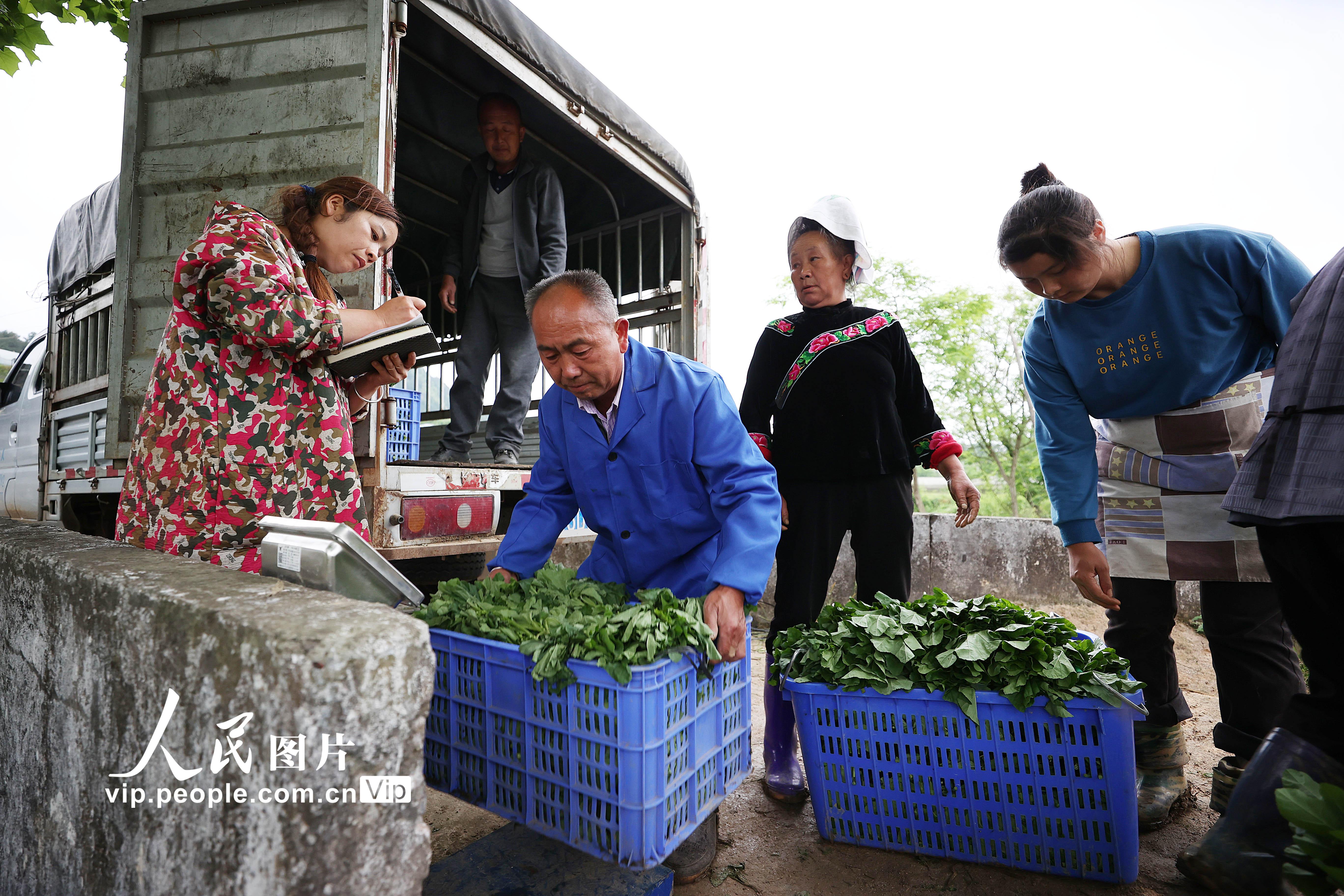 貴州丹寨：採收冬寒菜