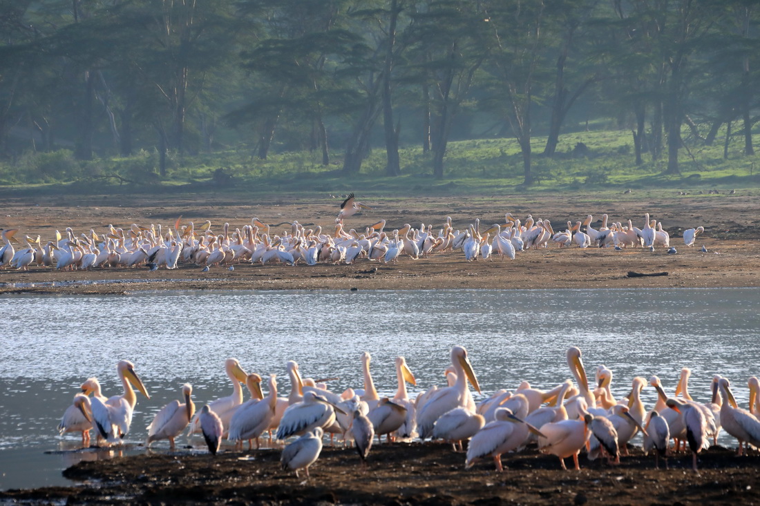 這是5月13日在肯尼亞納庫魯湖拍攝的鵜鶘。