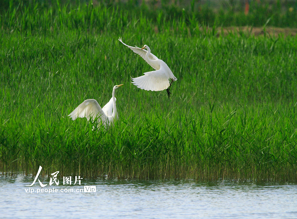 甘肅張掖：初夏濕地白鷺飛舞成風景