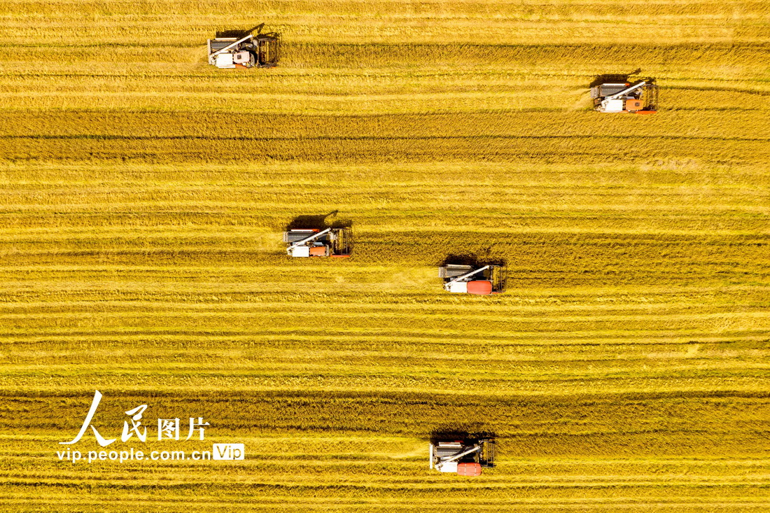 2022年5月17日，联合收割机在江苏昆山淀山湖镇红亮村麦田收割小麦。