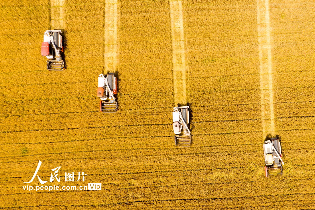 2022年5月17日，联合收割机在江苏昆山淀山湖镇红亮村麦田收割小麦。