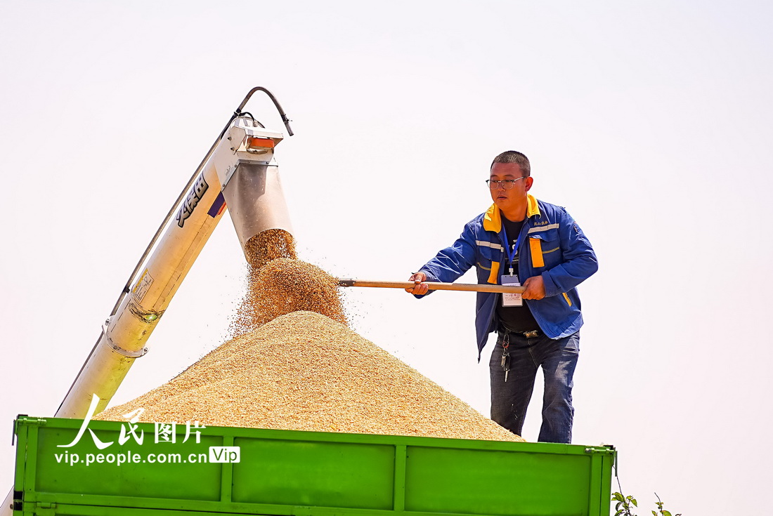 2022年5月17日，农机工作人员在江苏昆山淀山湖镇红亮村麦田协助小麦装车。