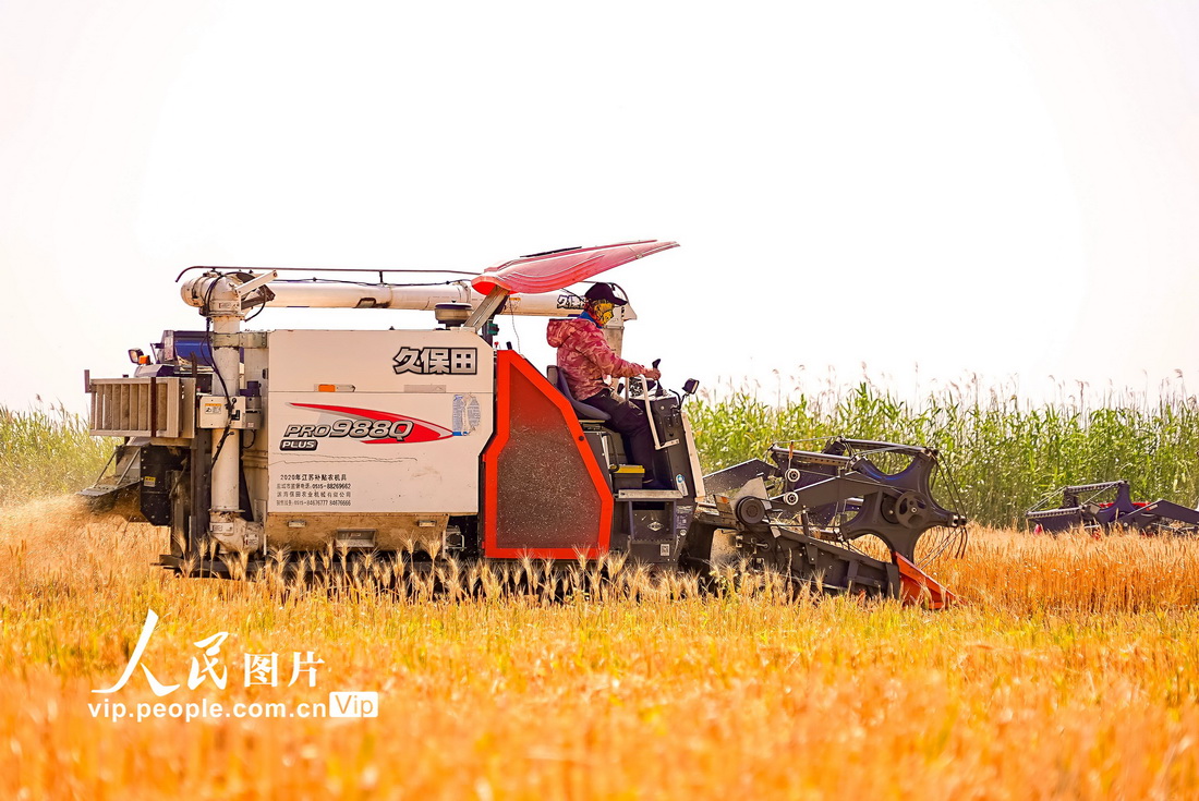 2022年5月17日，聯合收割機在江蘇昆山澱山湖鎮紅亮村麥田收割小麥。