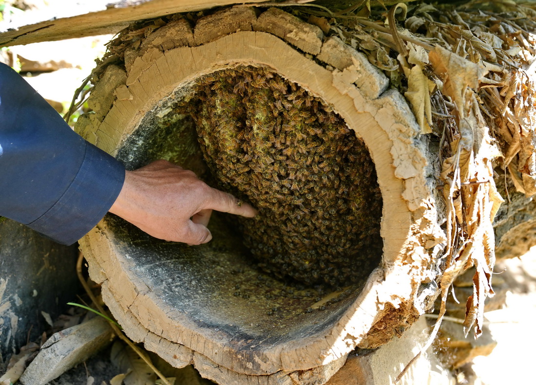 5月17日，在贊皇縣嶂石岩鎮下大凡村，蜂農查看樹洞蜂巢內幼蜂的情況。