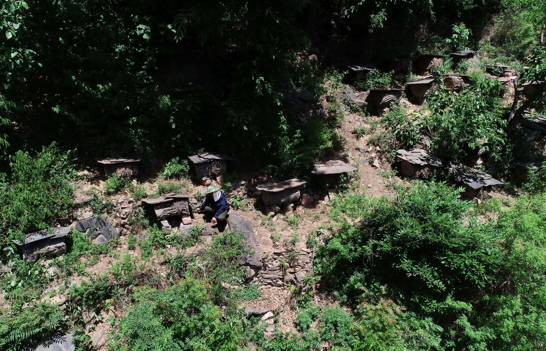 5月17日，在贊皇縣嶂石岩鎮下大凡村，蜂農在管護樹洞蜂巢（無人機照片）。