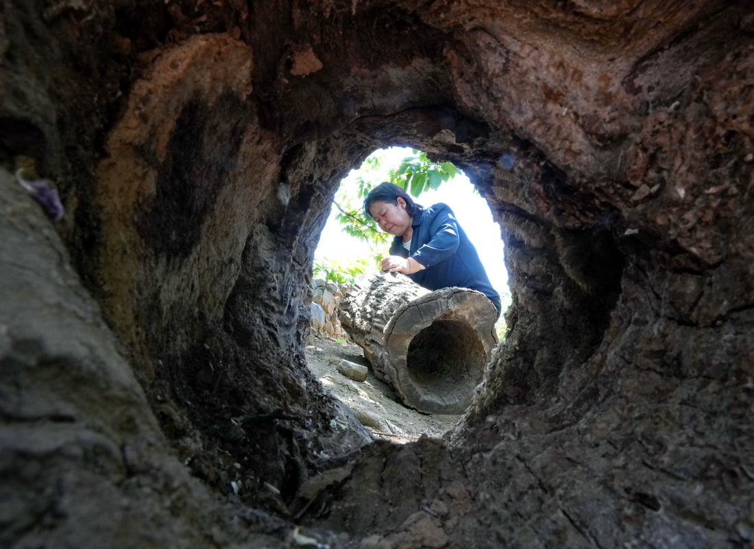 5月17日，在贊皇縣嶂石岩鎮下大凡村，蜂農在清理准備飼養土蜂的樹洞。