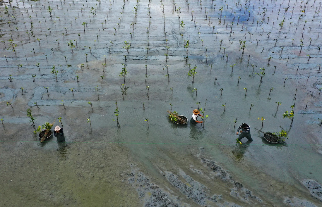 5月22日，工人在万宁市老爷海海边种植红树苗（无人机照片）。