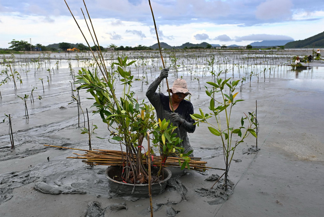 5月22日，工人在万宁市老爷海海边种植红树苗。