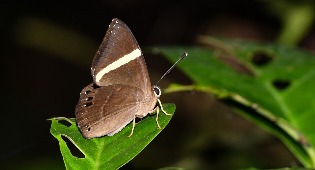 这是5月3日在海南热带雨林国家公园五指山片区拍摄的黄带褐蚬蝶。新华社记者 杨冠宇 摄