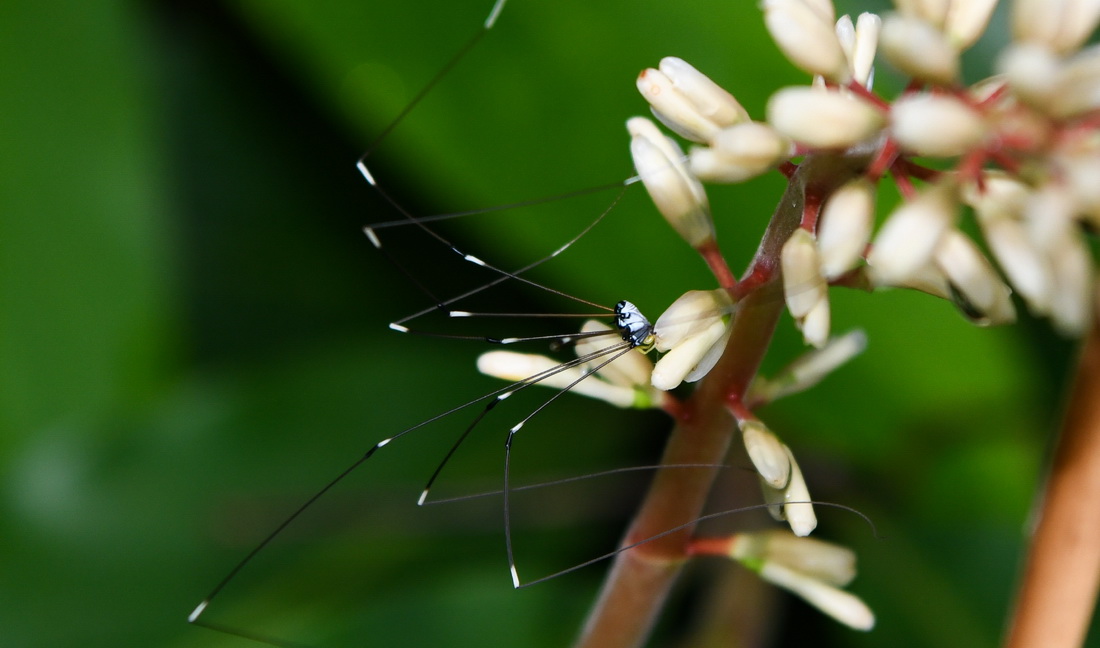 这是5月3日在海南热带雨林国家公园五指山片区拍摄的盲蛛。新华社记者 杨冠宇 摄