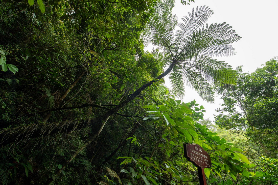 这是5月17日在海南热带雨林国家公园五指山片区拍摄的桫椤。新华社记者 胡智轩 摄