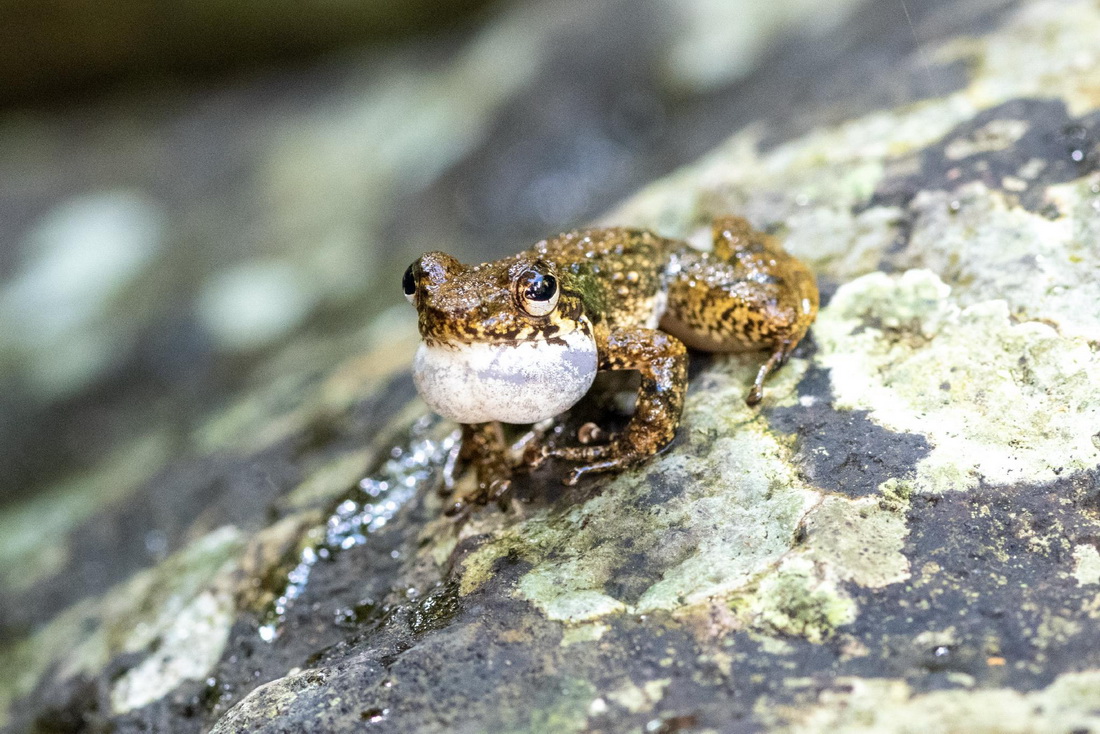 这是5月19日在海南热带雨林国家公园五指山片区拍摄的小湍蛙。新华社记者 胡智轩 摄