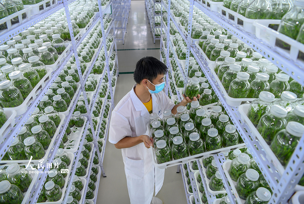 2022年5月22日，在海南省海口市秀英区石山镇施茶村胜嵘石斛园，工作人员在培养室查看石斛幼苗的生长情况。