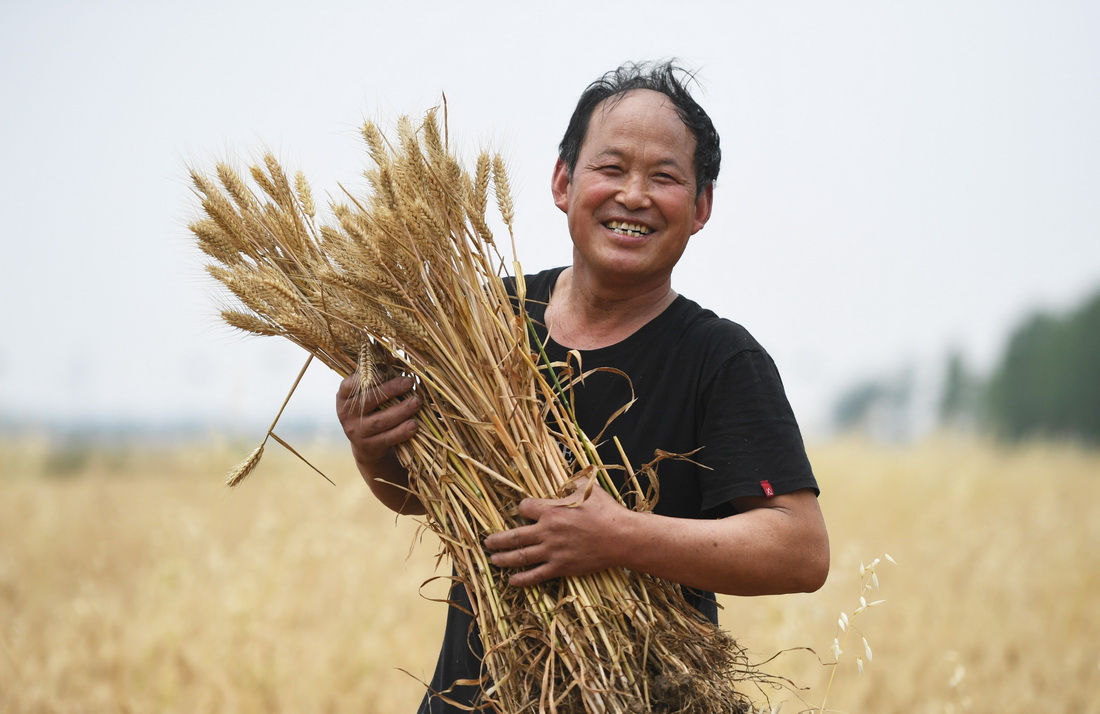 5月22日，河南省南陽市唐河縣湖陽鎮周安村村民白錄才展示今年收獲的小麥。