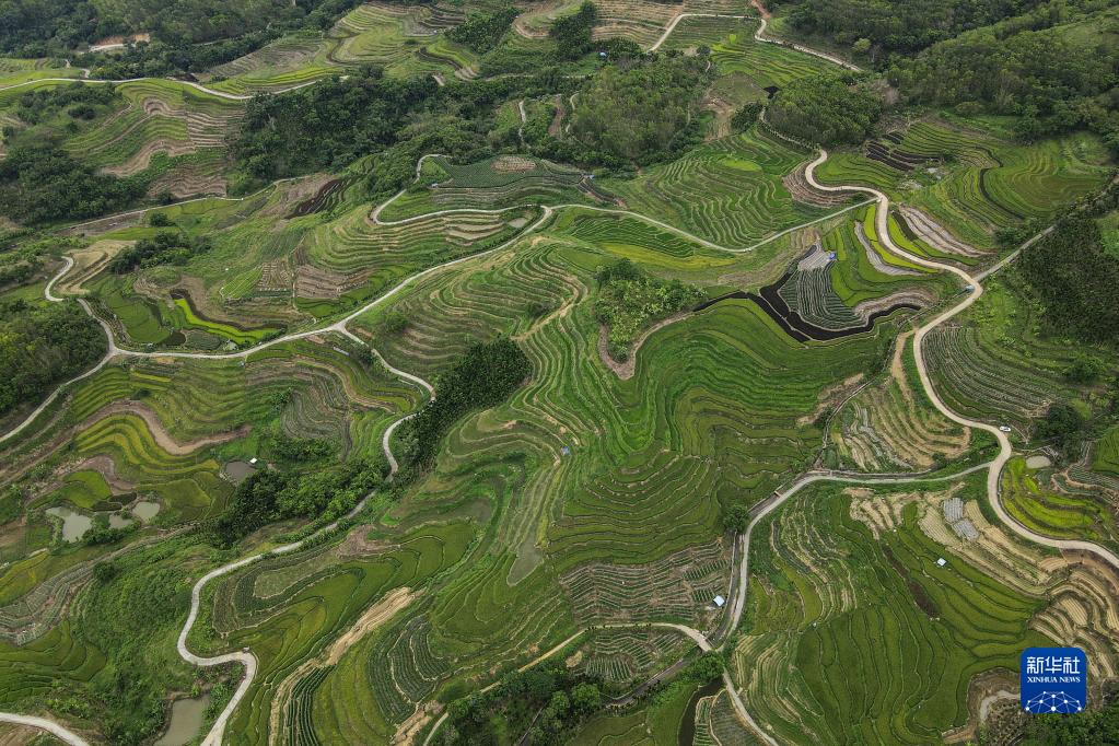 這是5月18日在海南五指山市水滿鄉拍攝的牙胡梯田（無人機照片）。