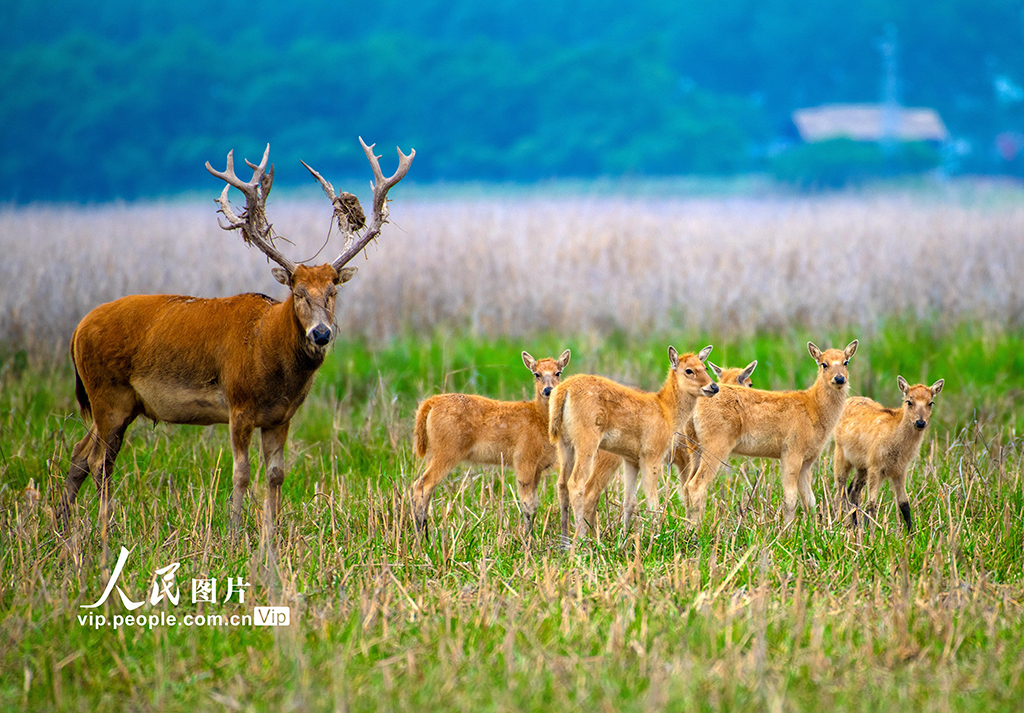 江蘇東台：麋鹿“萌寶”成濕地新寵
