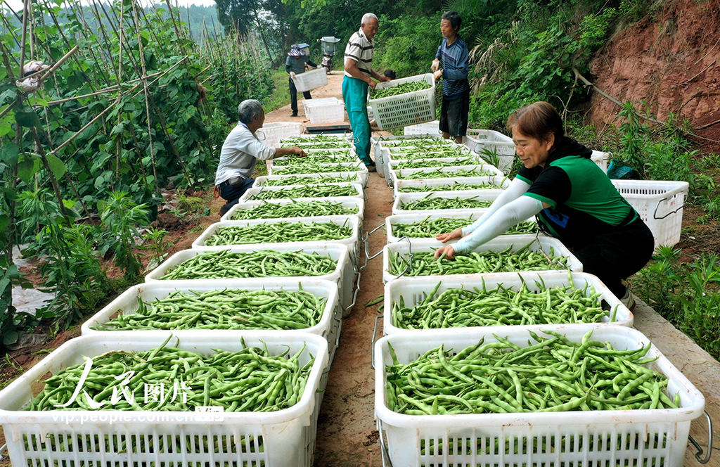 �Ĵ����٣��߲˷��� �������ա�2��