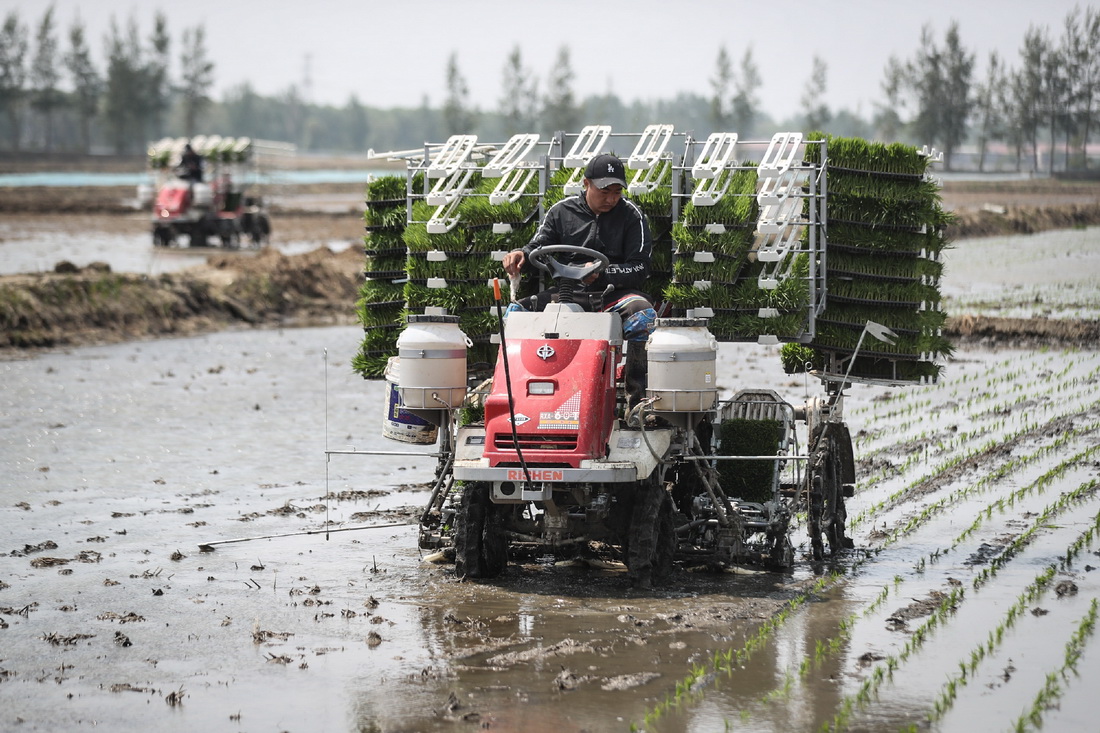 5月24日，盤錦市盤山縣農民駕駛水稻機進行插秧工作。
