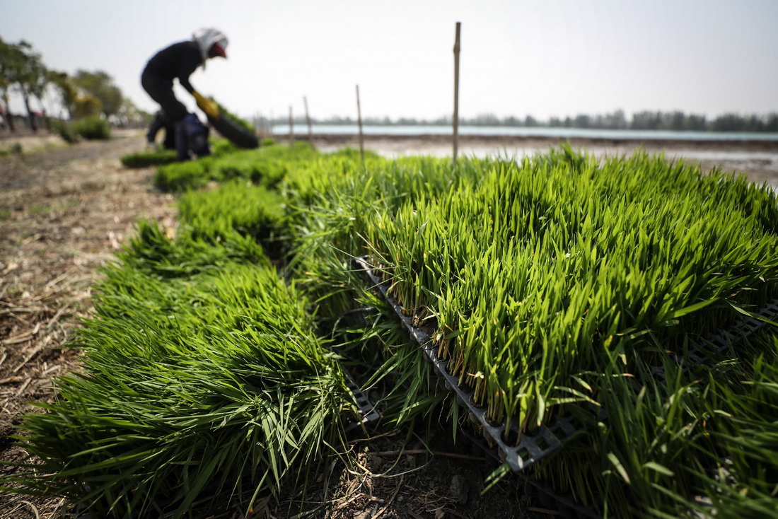5月24日，盤錦市盤山縣農民整理水稻秧苗。