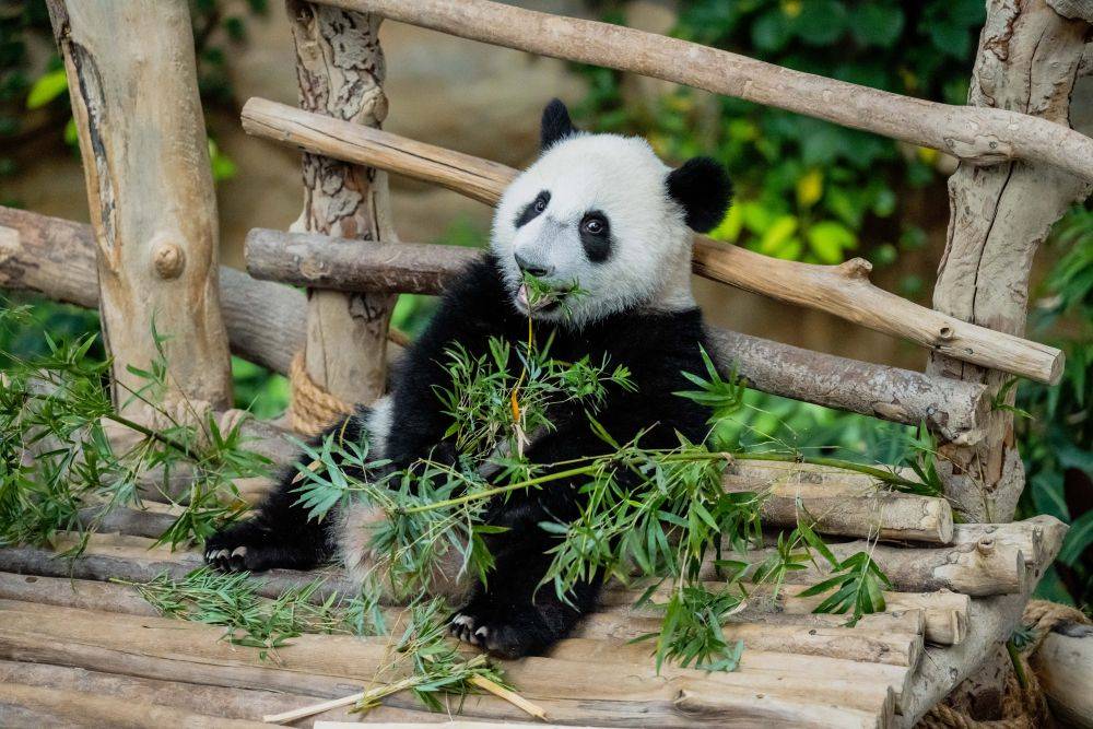 5月25日，大熊貓寶寶“升誼”在馬來西亞吉隆坡附近的國家動物園吃竹子。