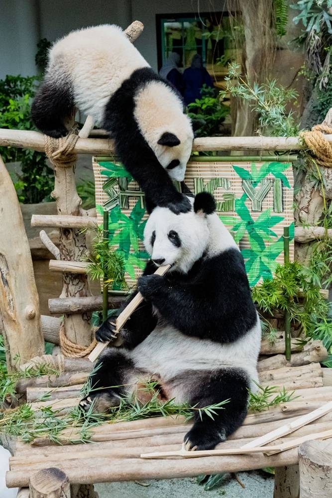 5月25日，大熊貓寶寶“升誼”（上）和媽媽“靚靚”在馬來西亞吉隆坡附近的國家動物園玩耍。