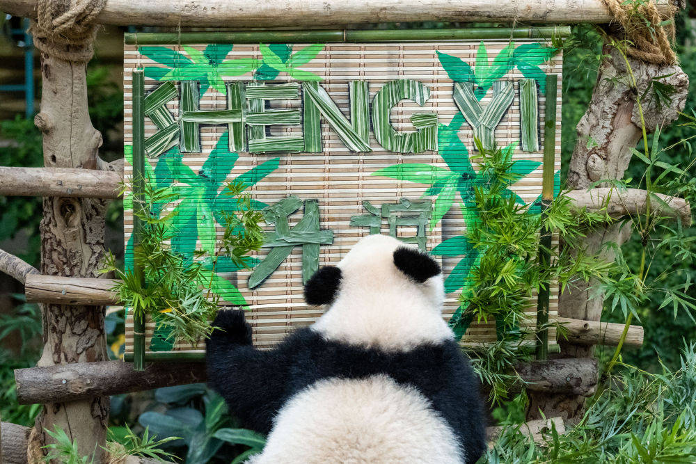 5月25日，大熊貓寶寶“升誼”在馬來西亞吉隆坡附近的國家動物園玩耍。