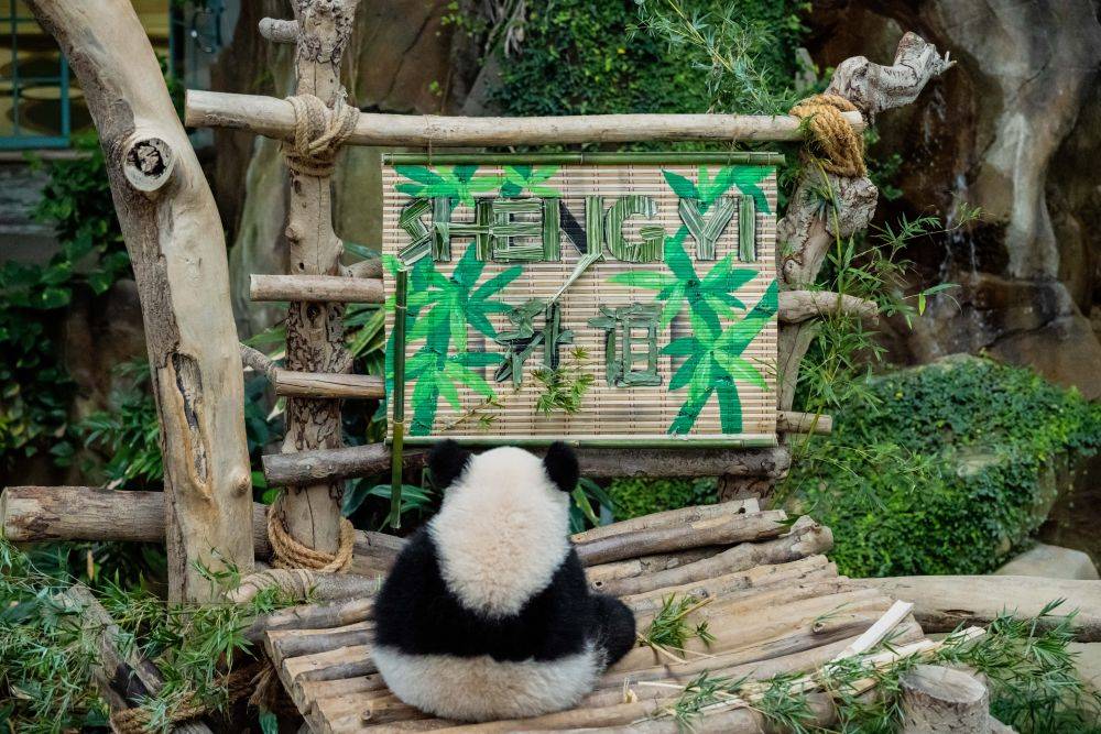 5月25日，大熊貓寶寶“升誼”在馬來西亞吉隆坡附近的國家動物園玩耍。