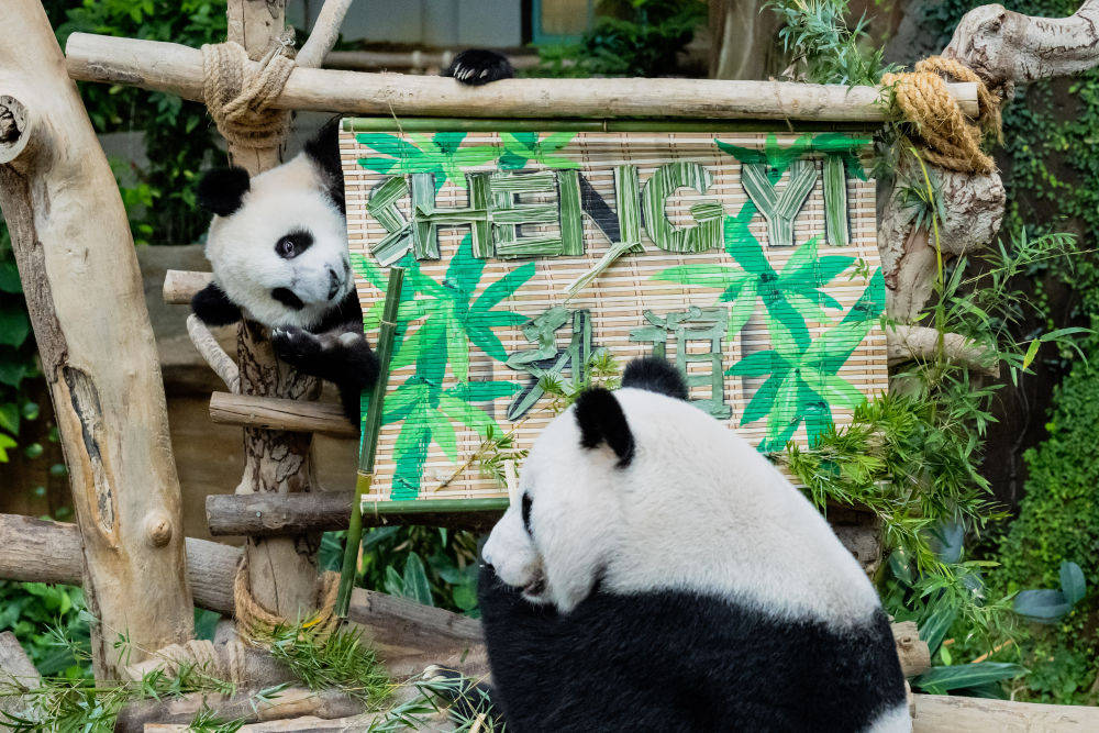 5月25日，大熊貓寶寶“升誼”（左）和媽媽“靚靚”在馬來西亞吉隆坡附近的國家動物園玩耍。