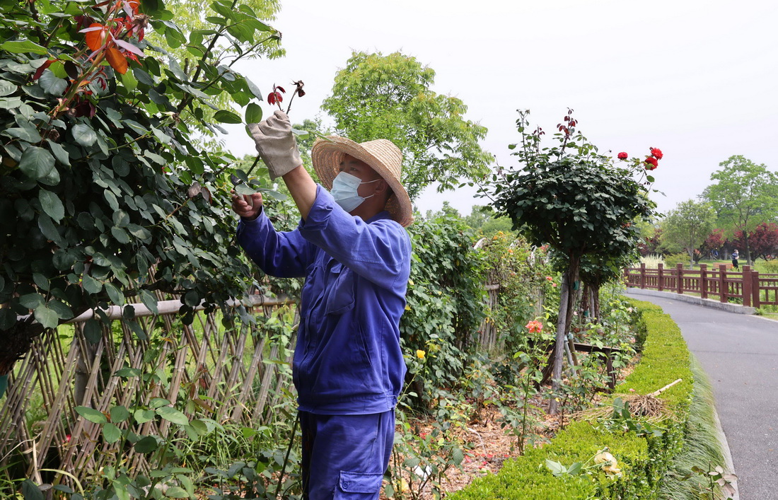 5月27日，在位於上海市閔行區的莘庄梅園內，園林工人在修剪花枝。