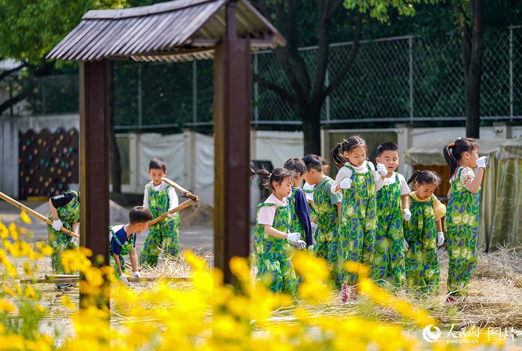 5月27日，浙江省慈溪市周巷鎮天元實驗幼兒園，孩子們在踩打油菜籽。當日，幼兒園舉行“野玩節”迎“六一”活動。讓孩子們足不出戶就能體驗田園生活，開展“微勞作”。人民網 章勇濤攝