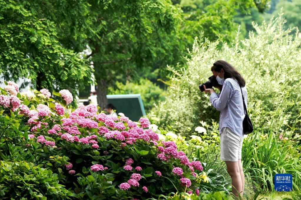 6月1日，游客在上海辰山植物園拍照。 新華社記者 張建鬆 攝