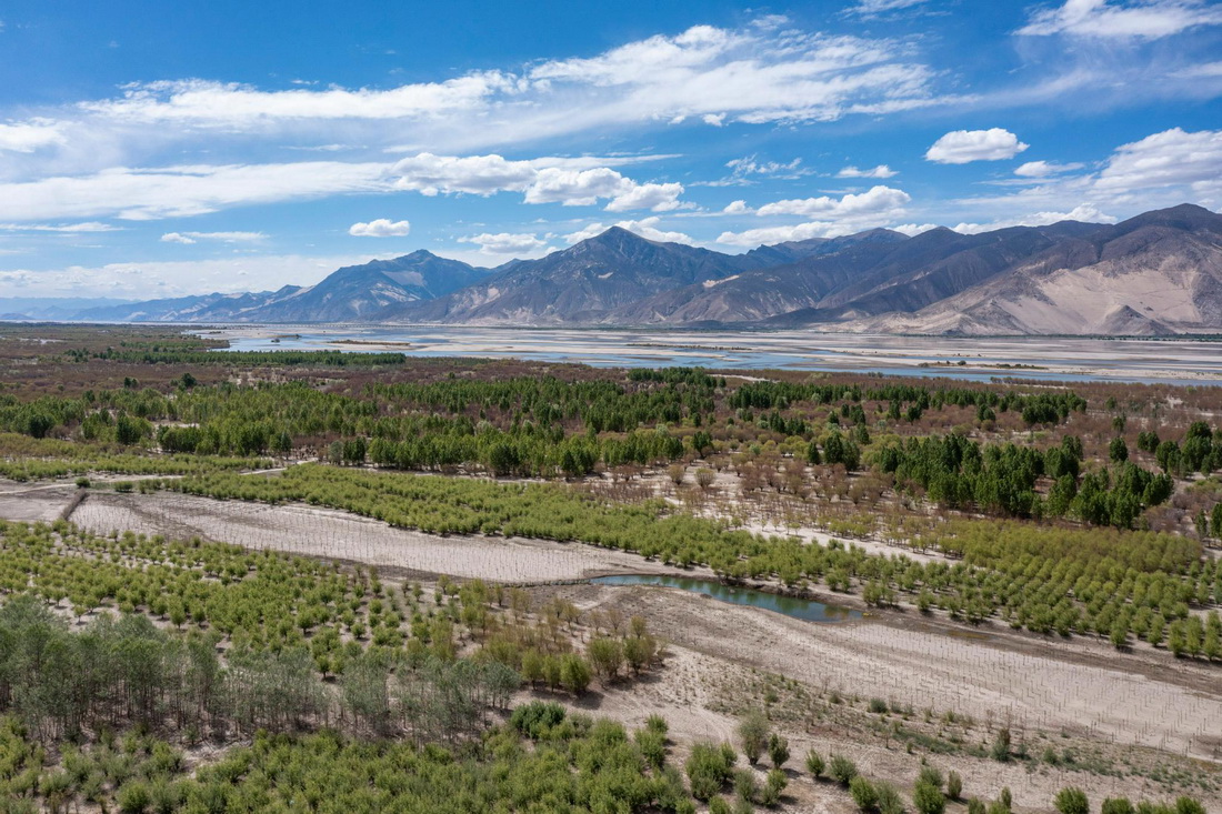 被林木覆盖的雅鲁藏布江畔（5月27日摄，无人机照片）。新华社记者 孙非 摄