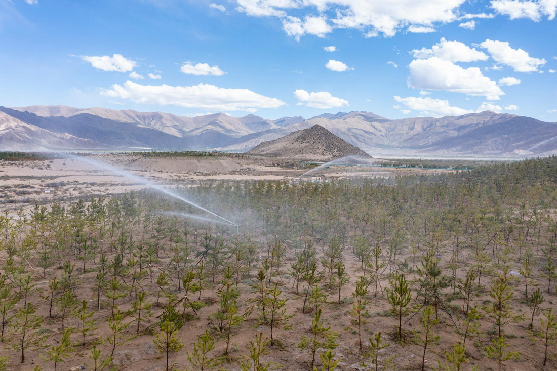 這是雅魯藏布江邊的造林地（5月26日攝，無人機照片）。新華社記者 孫非 攝