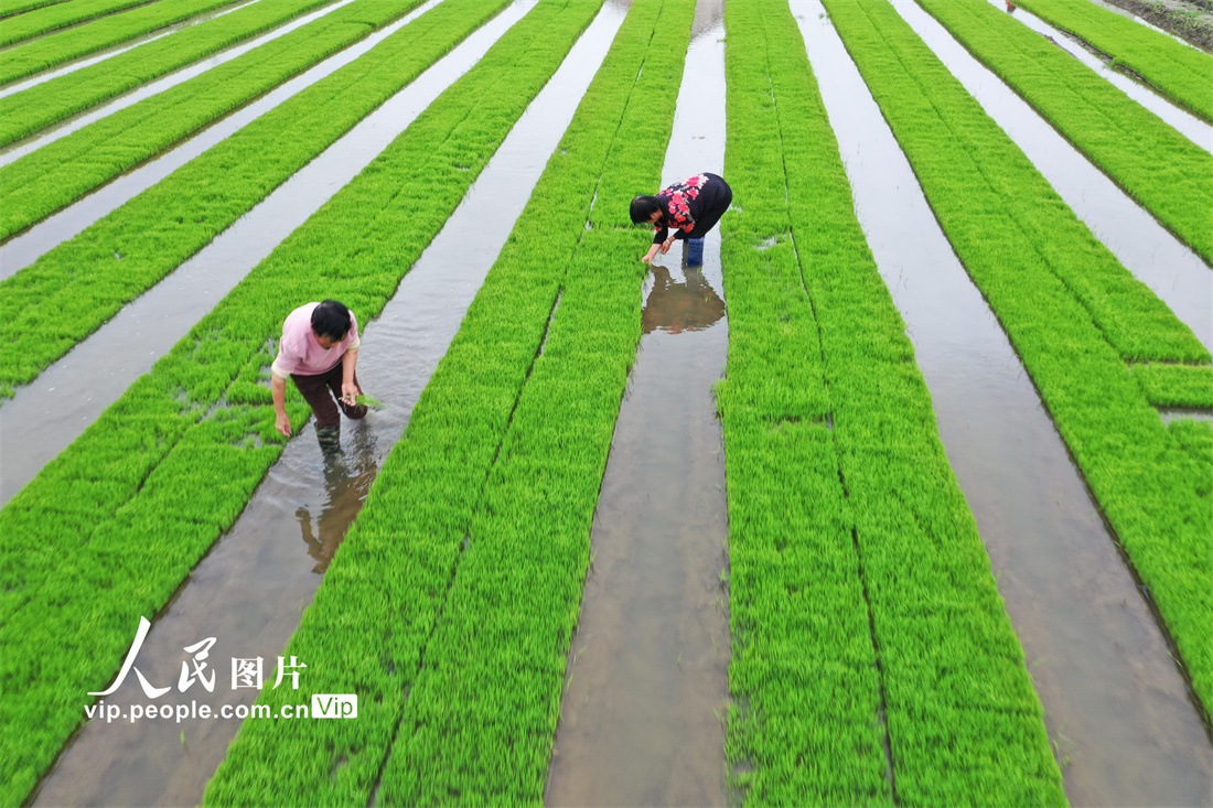 2022年6月5日，江苏省如皋市东陈镇蒋宗村，当地村民正在进行水稻秧苗的田间管护。徐慧摄