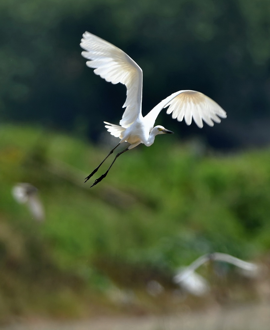  一隻鷺鳥展翅飛過連江縣山堂村稻田上空（5月29日攝）。