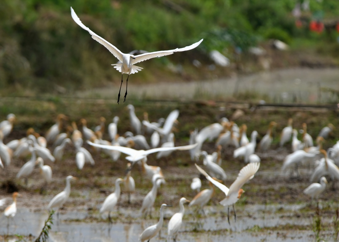 大批鷺鳥在連江縣山堂村的稻田裡上下翻飛、覓食嬉戲（5月29日攝）。