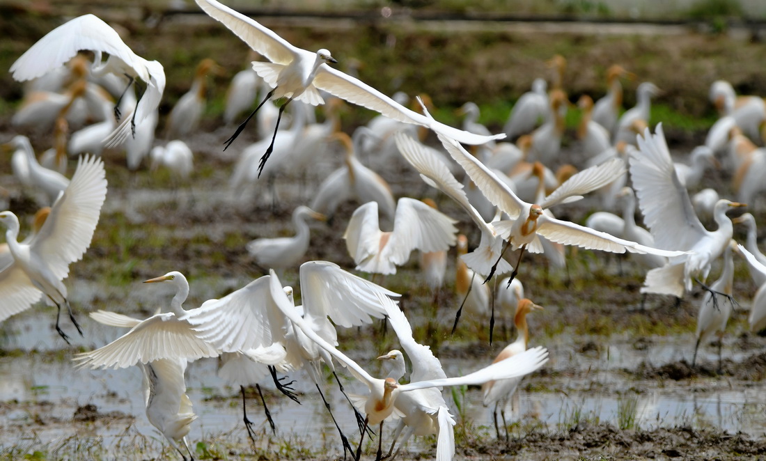 大批鷺鳥在連江縣山堂村的稻田裡覓食嬉戲（5月29日攝）。