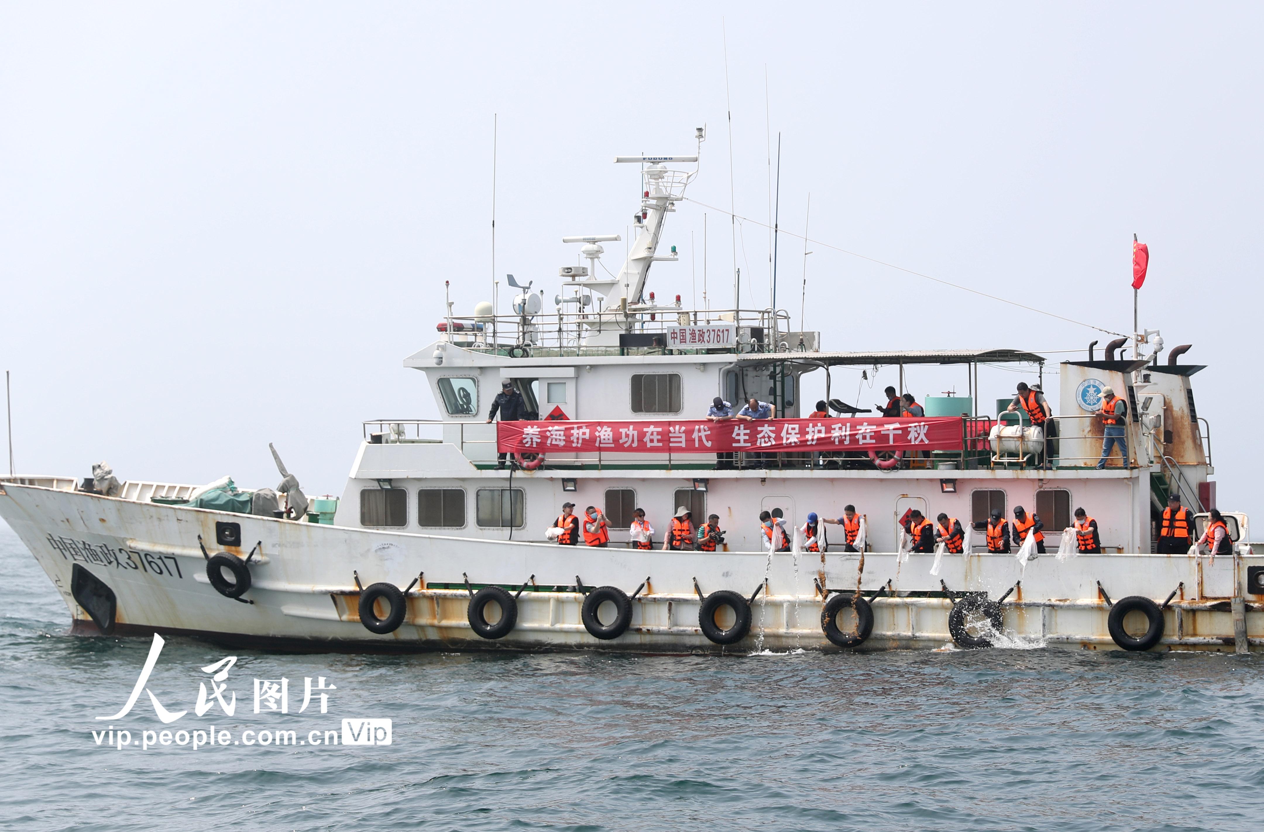 山東青島：7000多萬單位優質魚蝦蟹苗“播種”大海【6】
