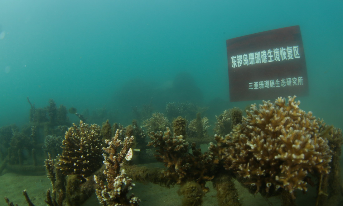 這是海南省三亞市崖州灣東鑼島海域的珊瑚礁生境恢復區（2021年3月18日攝）。