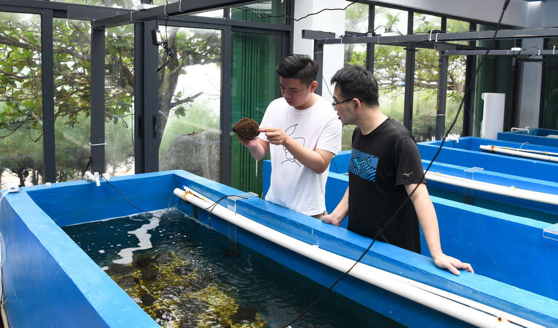 5月12日，在位于海南省三亚市西岛的三亚珊瑚礁生态研究所科研基地，吴川良（左）与同事在查看珊瑚生长情况。