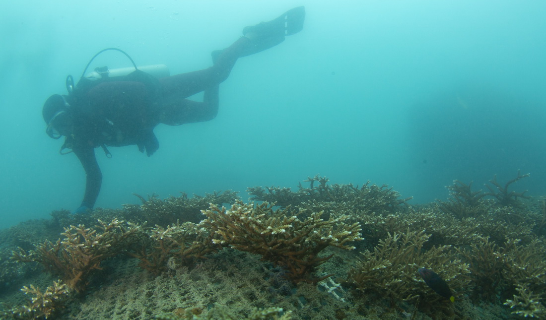 5月12日，在海南省三亞市西島海域，吳川良在巡視海底珊瑚苗圃。