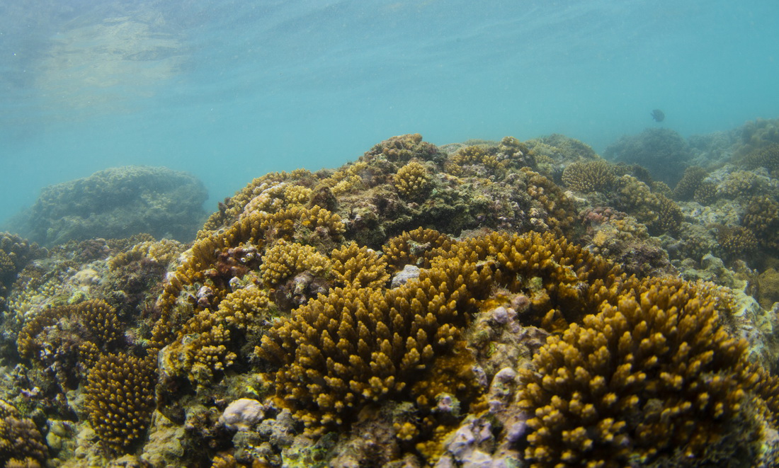 這是在海南省三亞市西島海域拍攝的珊瑚（5月12日攝）。
