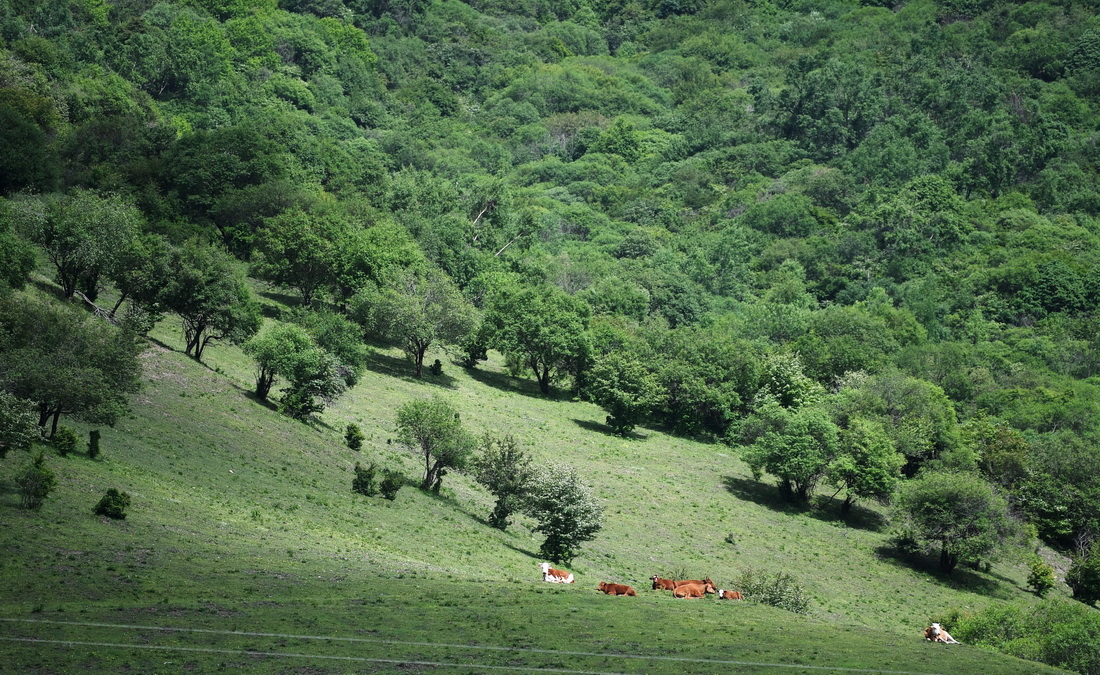 6月7日，幾頭牛在關山林場休憩。