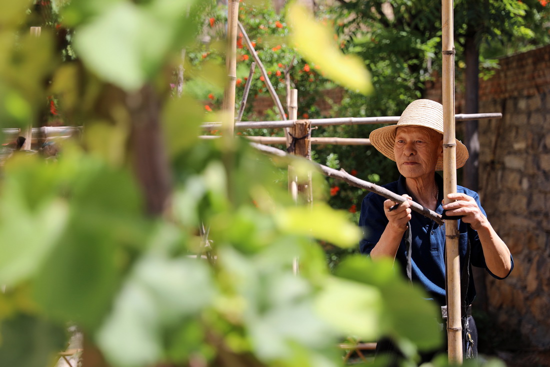 6月1日，河北省平山縣西柏坡鎮北庄村村民在為菜園搭架。