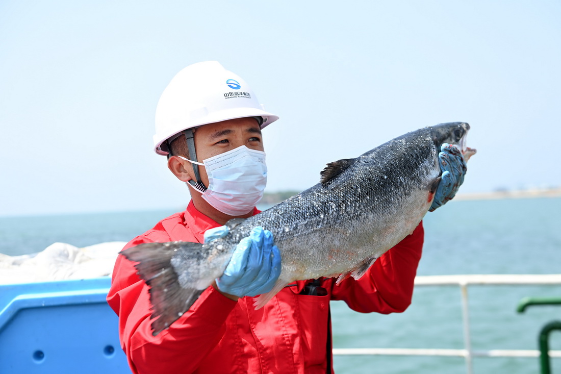 6月8日，養殖工船上的工作人員展示一條收獲的大西洋鲑。新華社發（俞方平 攝）